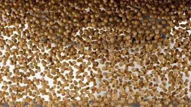 Extienden plazo para que productores declaren sobre las semillas propias