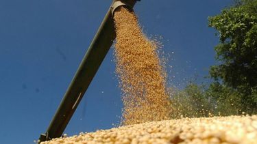 Ingresos por exportaciones de soja caerían más de 9%
