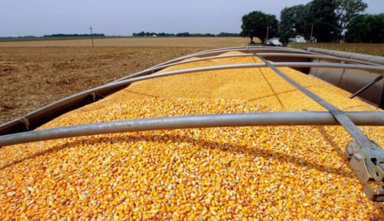 Las exportaciones de maíz superaron al complejo sojero en 2020