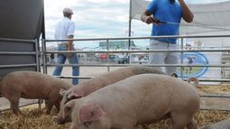 Acuerdo porcino con China requiere una inversión de US$ 3.800 millones
