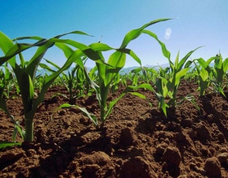 Proyectan una caída de 350 mil hectáreas para la siembra del maíz