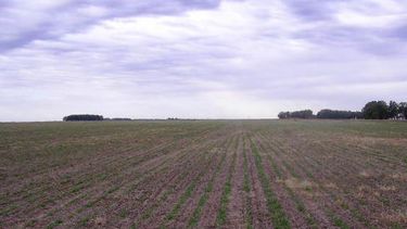 Impulsan la implantación de pasturas con financiación a tasa cero