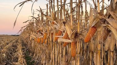 El rinde promedio de las cinco principales provincias productoras de maíz superaría en un 114% a lo obtenido en la cosecha 2022/23.&nbsp;