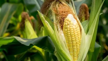 La Bolsa de&nbsp; Cereales mantuvo su estimación de producción en 34 millones de toneladas de maíz para la actual campaña.