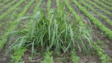 Las malezas pueden frenadas dadas las condiciones