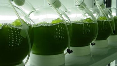 Carbio se mostró a favor de una nueva ley para los biocombustibles