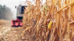 Precipitaciones recientes impulsaron a los maíces tardíos