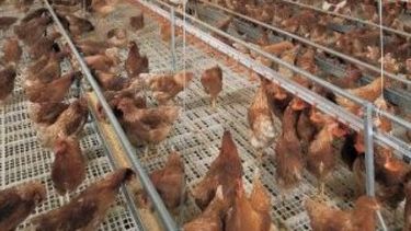 Criadero de pollos de Córdoba invertirá US$ 8 millones para producir biogás