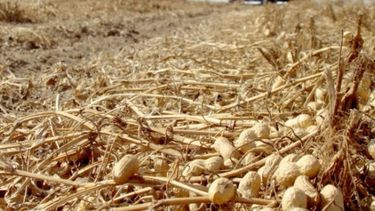 Lanzan programa oficial para apuntalar a las economías regionales