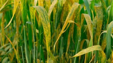 La producción de trigo sufre por enfermedades del campo