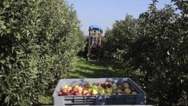 Productores de peras y manzanas reclaman subisdios estatales