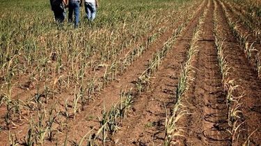 Nueva línea de crédito para cooperativas en emergencia agropecuaria