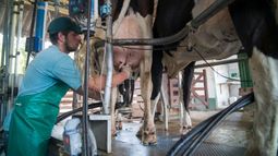 Los productores con un promedio no superior a los 1.500 litros diarios, recibirán una compensación de $24 por cada uno.