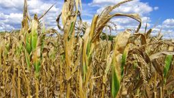 Redujeron nuevamente las toneladas proyectadas para la soja y el maíz