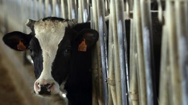 La industria es el sector con menos participación en el negocio lácteo