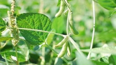 Desarrollaron un software que anticipa las etapas de crecimiento de la soja