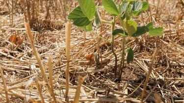 Recortan 20% la estimación de crecimiento agrícola para 2018