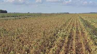 La siembra de soja de segunda avanzó solo 12 puntos porcentuales en la última semana.