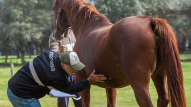 El certificado tendrá que expresar los datos de interés que identifiquen al animal involucrado.