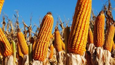 Lotes puntuales de maíz alcanzaron entre 50 a 75 quintales por cada hectárea.