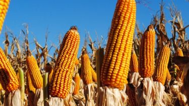 Elevaron el cálculo de producción de maíz a 50 millones de toneladas
