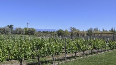 Atención productores de vino.
