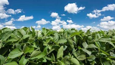 El 60% de la zona núcleo podría registrar una merma productiva en la soja