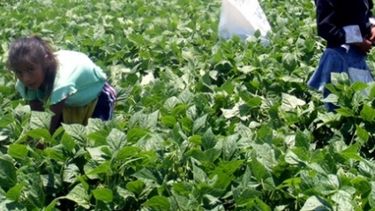 Subrayan que el 71% del trabajo infantil ocurre en la agricultura