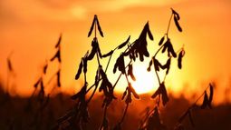 La soja cerró la semana con excelentes números