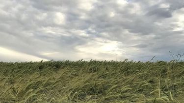 La Niña empieza a afectar la producción agrícola de Santa Fe