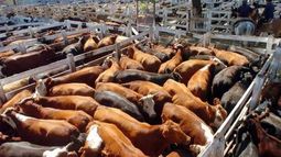 La faena de bovinos sigue a niveles tan bajos como los de 2017