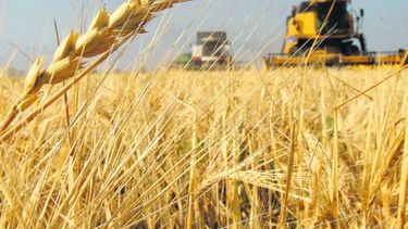 Problemas para la entrada del trigo argentino a Corea del Sur