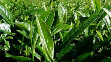 Misiones fijó los nuevos precios del té