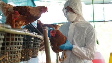 Nuevas medidas sanitarias de emergencia por la influenza aviar