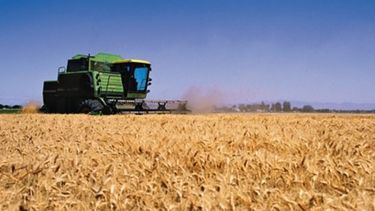 El área de trigo a sembrar en la campaña se incrementaría 3,5%