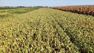 Estiman un rendimiento promedio de 1.800 kilos por hectárea de soja