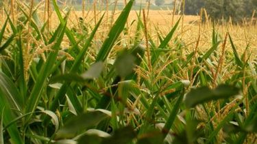 El maíz de primera tendría una rentabilidad del 14% por hectárea