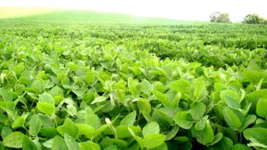 Elaboran un mapa con información actualizada sobre cultivos de invierno