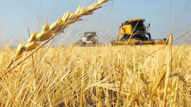 Brasil no renovará la compra extra Mercosur de 450 mil toneladas de trigo