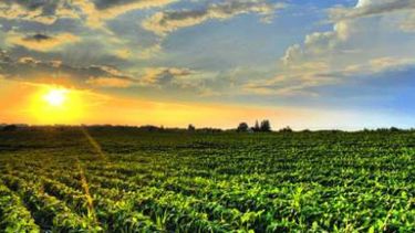 Ya se cubrió casi toda la superficie proyectada de soja