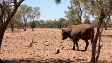 Chaco quedó en estado de emergencia y desastre agropecuario