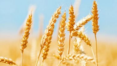 Buenas noticias para el trigo en la zona núcleo agropecuaria