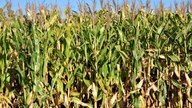 El maíz registra "buenas" condiciones en la zona núcleo