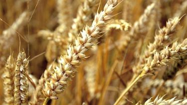 Publicaron las cifras finales de los cultivos de trigo y cebada
