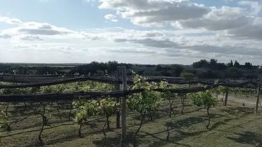 Resultados negativos para las economías regionales.