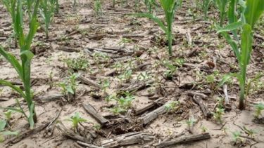 Un 65% de la región agrícola núcleo está afectada por la sequía