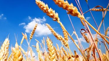 El trigo argentino es el más caro del mundo