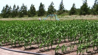 Riego artificial: ¿una alternativa en tiempos de sequía?