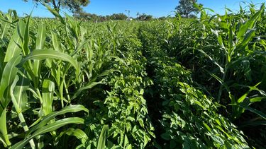 Seguridad de manejo y mayor flexibilidad en el pastoreo.&nbsp;
