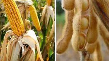 Consultora redujo sus previsiones para el maíz y la soja de Argentina